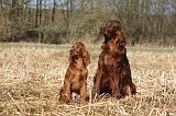 SETTER IRLANDAIS 457